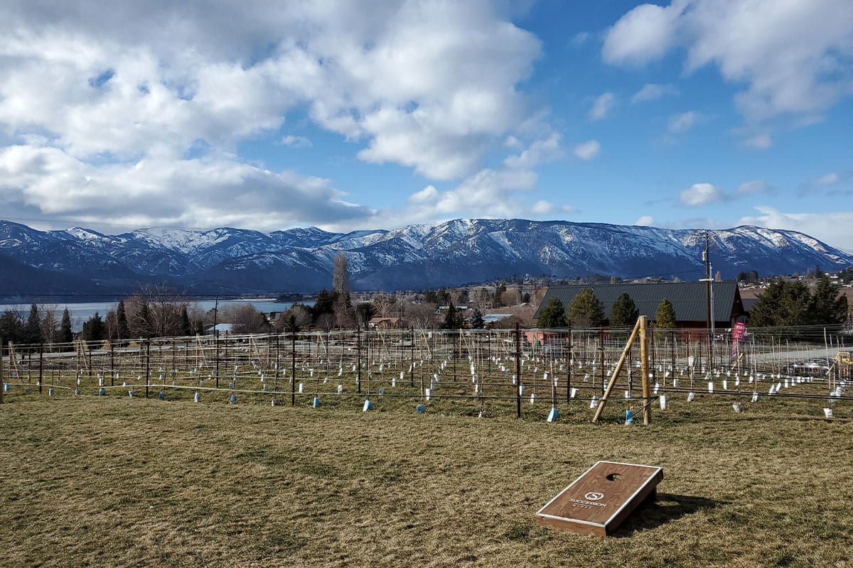 view of Succession Wines Vineyard and snowy hills