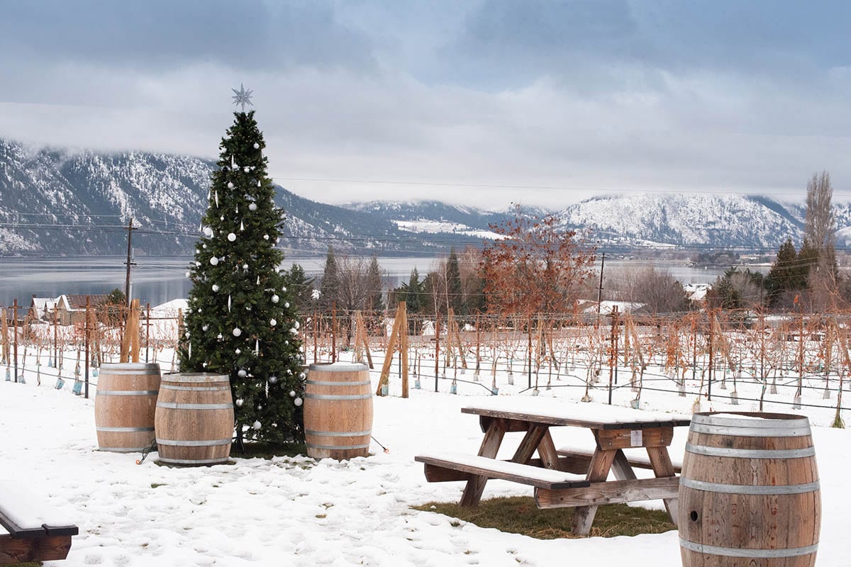 vineyard view in snow