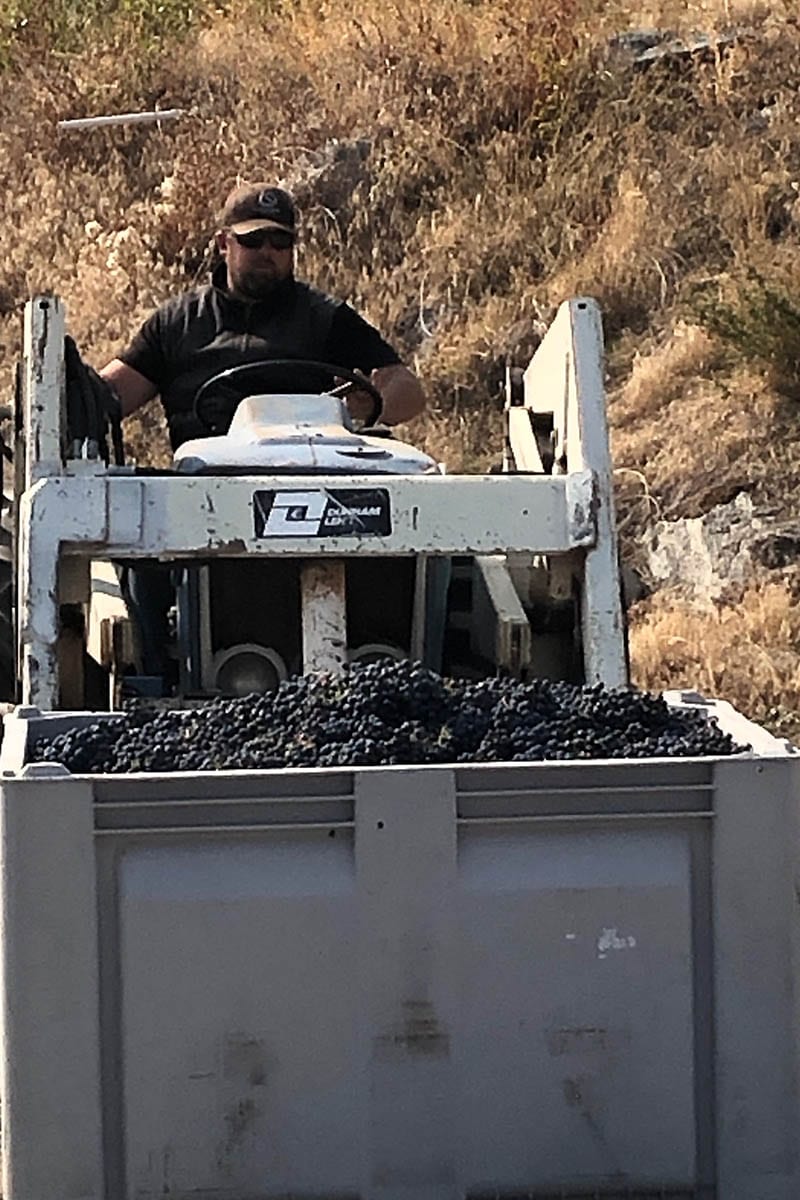 driving a tractor with grapes